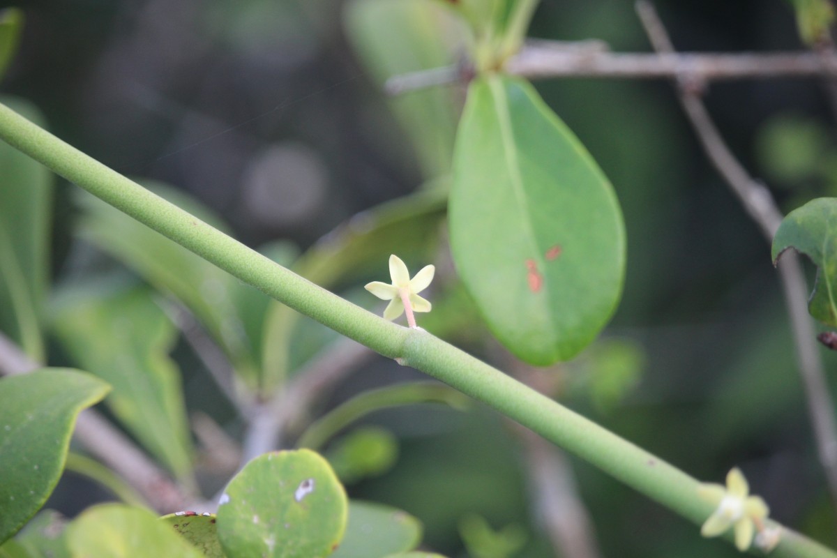 Cynanchum viminale (L.) L.